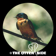 Barn Swallow