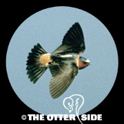 Cliff Swallow