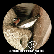 Cliff Swallow