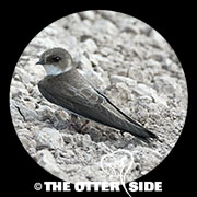 Bank Swallow