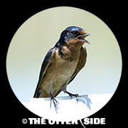 Barn Swallow