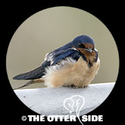 Barn Swallow