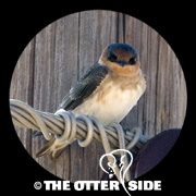 Cave Swallow
