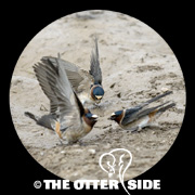 Cliff Swallow