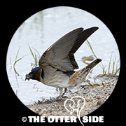 Cliff Swallow