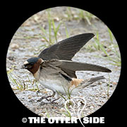 Cliff Swallow