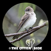 Northern Rough-winged Swallow