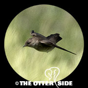Northern Rough-winged Swallow