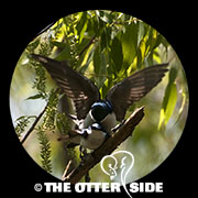 Tree Swallow