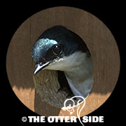 Tree Swallow