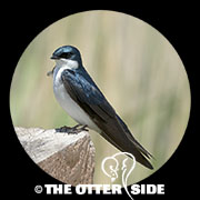Tree Swallow