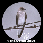 Northern Rough-winged Swallow