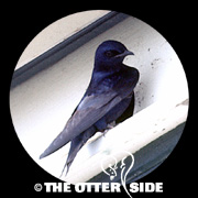 Purple Martin