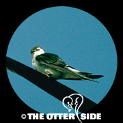 Violet-green Swallow