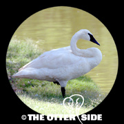 Trumpeter Swan