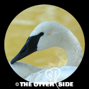Trumpeter Swan