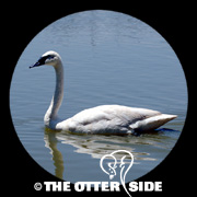 Trumpeter Swan