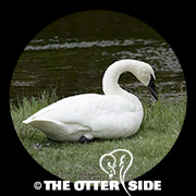 Trumpeter Swan