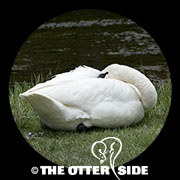 Trumpeter Swan