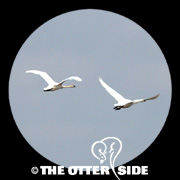 Tundra (Whistling) Swan