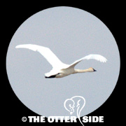 Tundra (Whistling) Swan