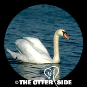 Mute Swan