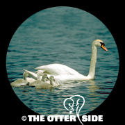 Mute Swan