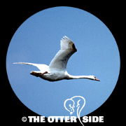 Mute Swan
