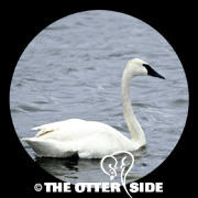 Trumpeter Swan