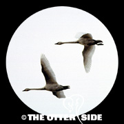 Tundra (Whistling) Swan