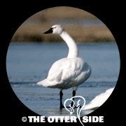 Tundra (Whistling) Swan