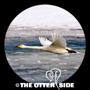 Whooper Swan