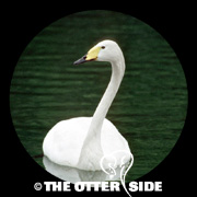 Whooper Swan