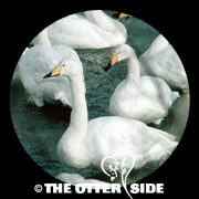 Whooper Swan