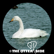 Whooper Swan