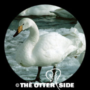 Whooper Swan