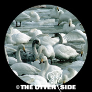Whooper Swan