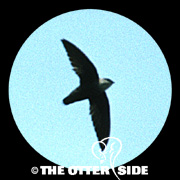 Chimney Swift