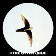 White-throated Swift