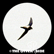 White-throated Needletail