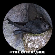 Black Swift