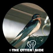 Barn Swallow