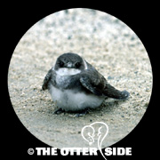Bank Swallow