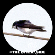 Bank Swallow