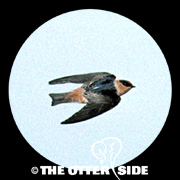 Cave Swallow