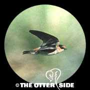 Cave Swallow