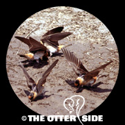 Cave Swallow