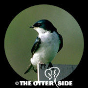 Tree Swallow
