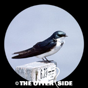 Tree Swallow
