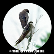 Tree Swallow